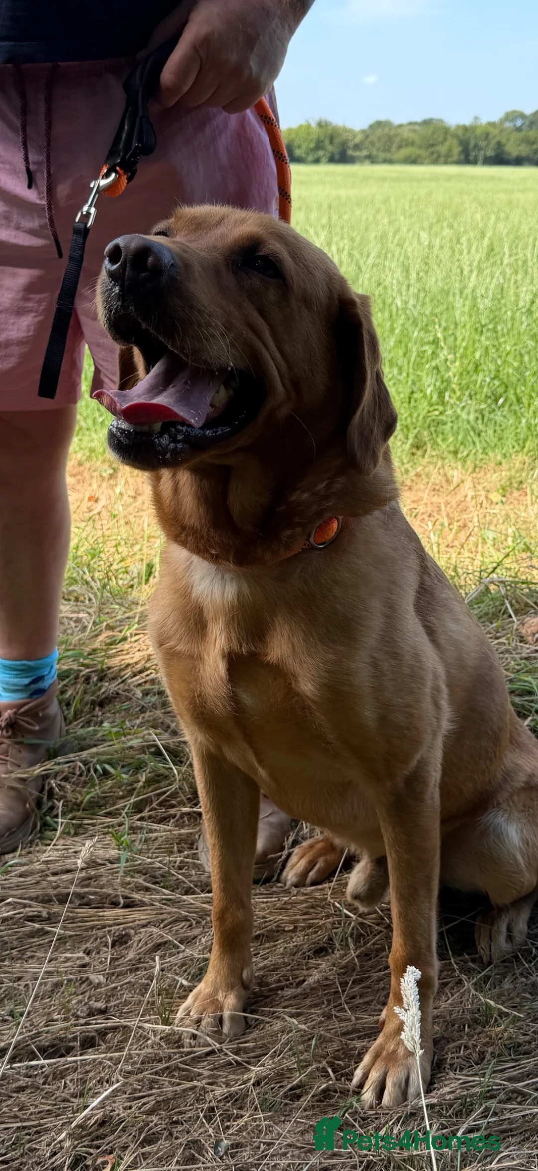 Labrador Retriever dogs for sale: Adult - KC Reg Fox Red Labrador Retriever Dog - Advert 1