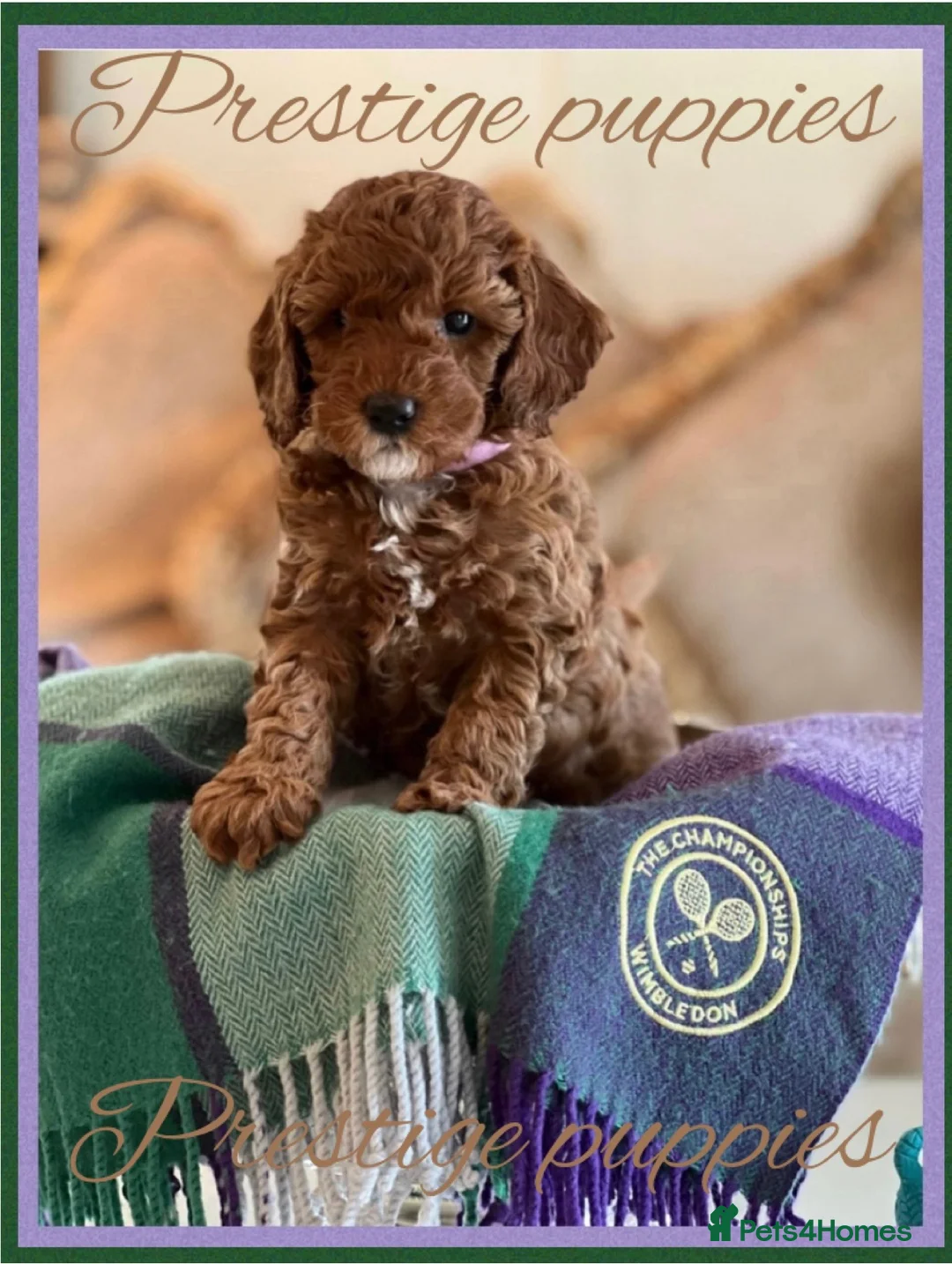 Cavapoo dogs for sale: Extensively Health Tested Cavapoo Puppies🏆 - Advert 1