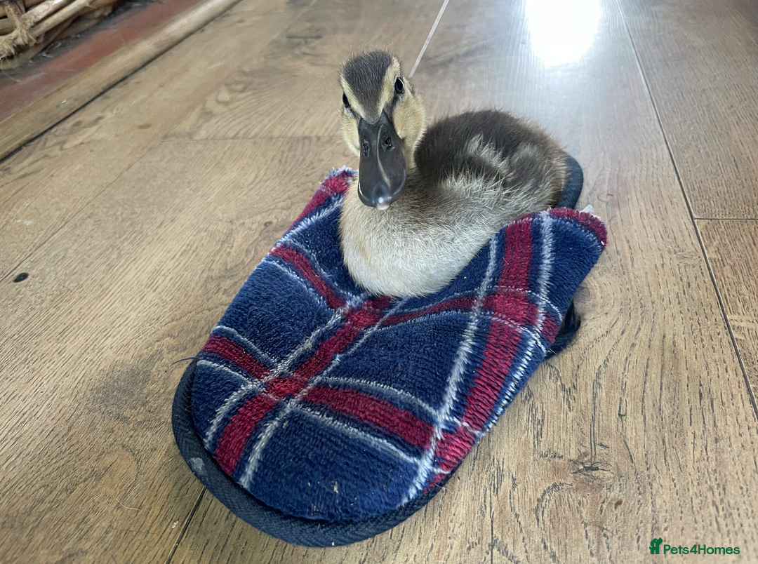 Mixed Breed dogs for sale: The Pug Who Raised a Duck Is Now Expecting Her Own - Advert 13