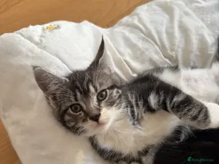 Mixed Breed cats Maincoon kittens (mixed breed) - Advert 18