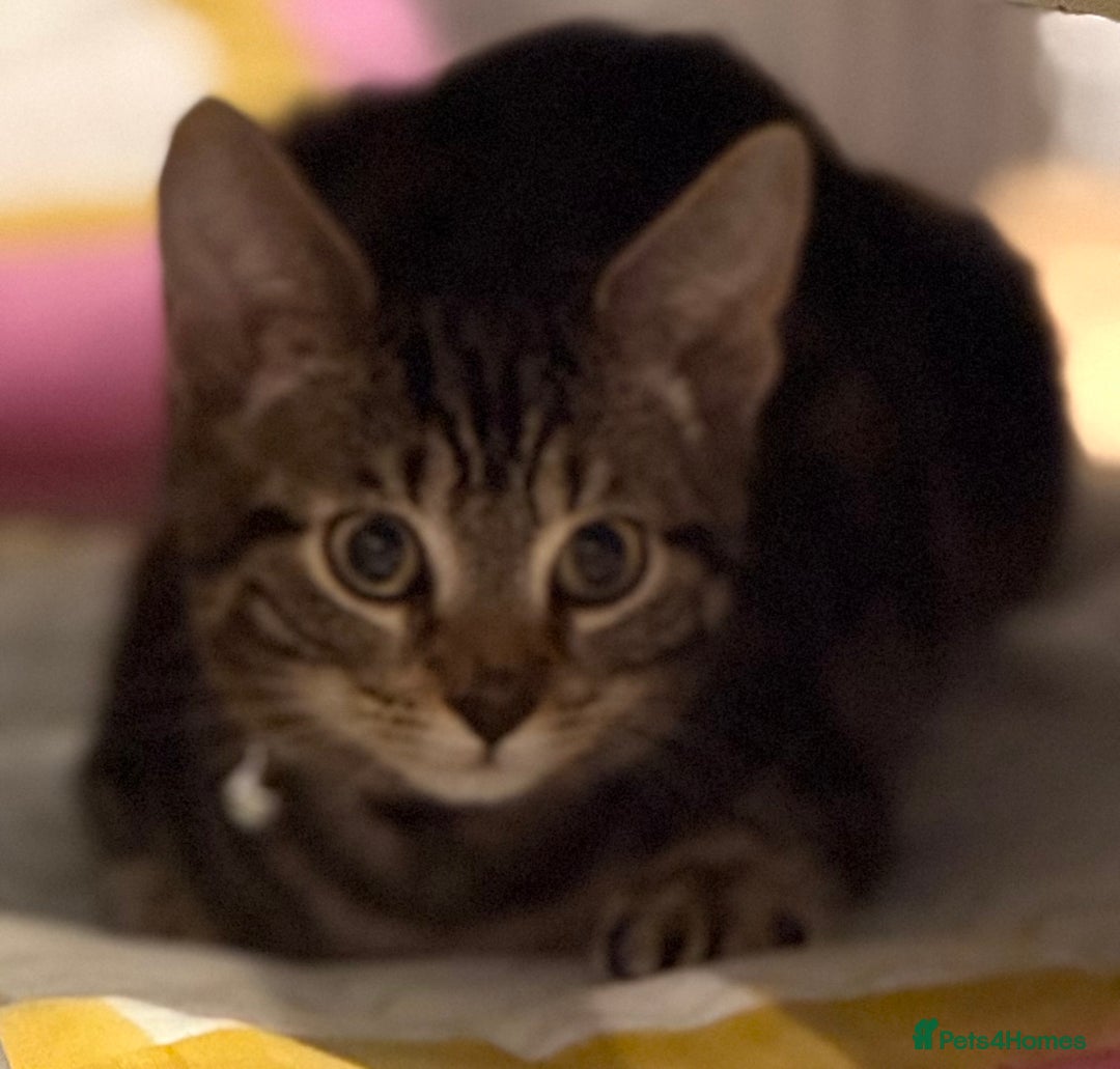 Mixed Breed cats for sale: Male kitten sale to go ASAP - Advert 6