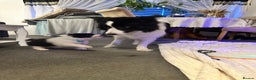 Border Collie dogs for sale: Last one boy ,rehome !International Champion line - Advert 6