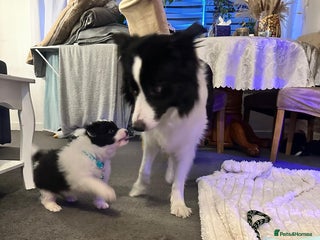 Border Collie dogs Last one boy ,rehome !International Champion line - Advert 5