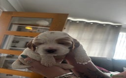 Cocker Spaniel dogs for sale: COME AND MEET US NOW Outstanding  show type - Image 30