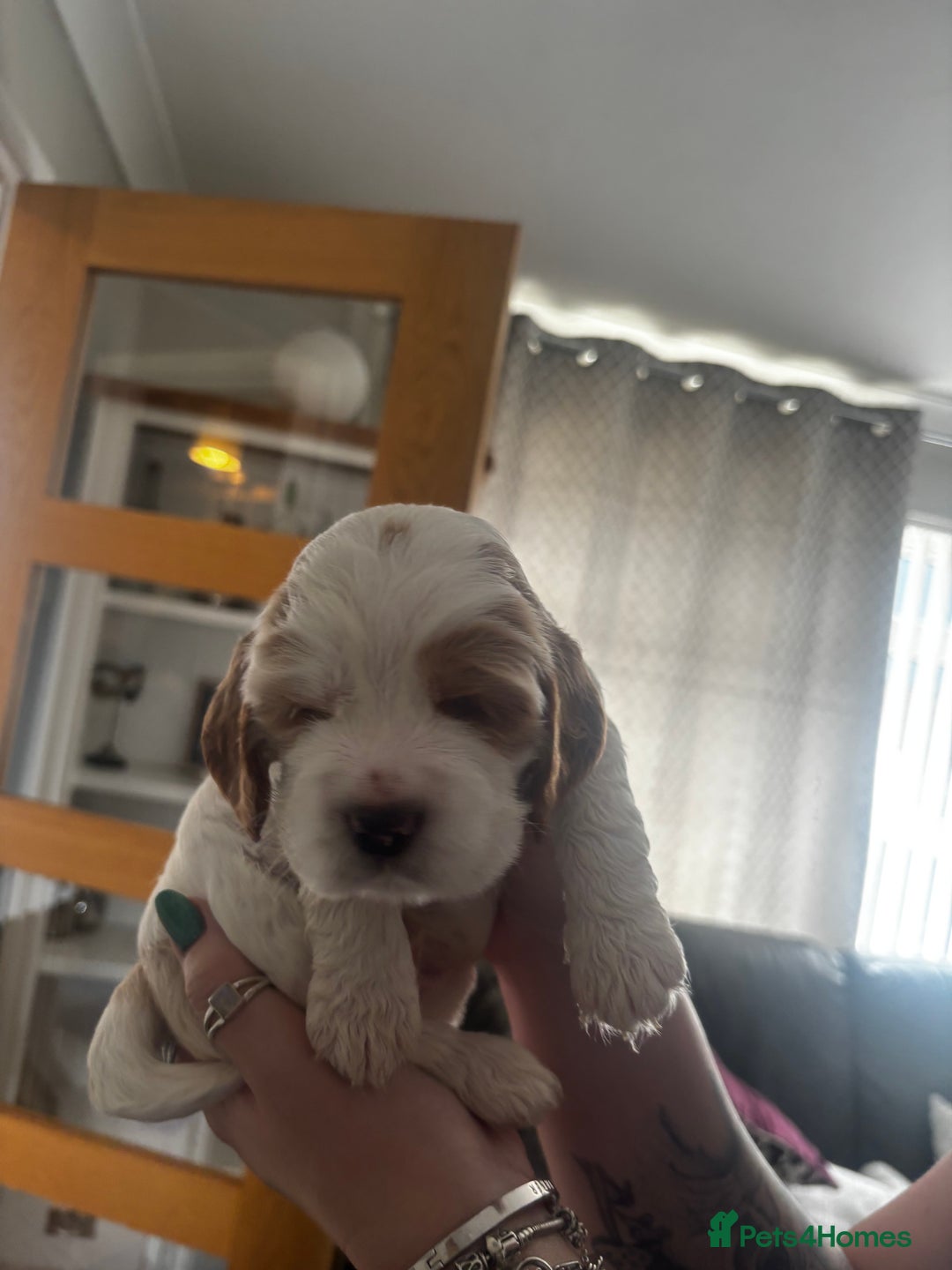 Cocker Spaniel dogs for sale: COME AND MEET US NOW Outstanding  show type - Image 30