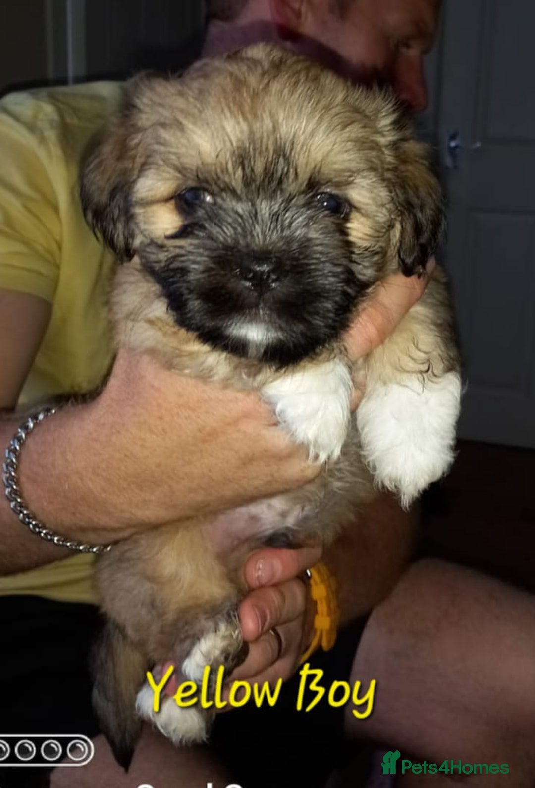 Lhasa Apso dogs for sale: Lhaso apso - Image 2