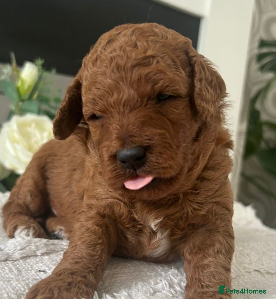 Labradoodle dogs for sale: Stunning red miniature labradoodle puppies - Image 3