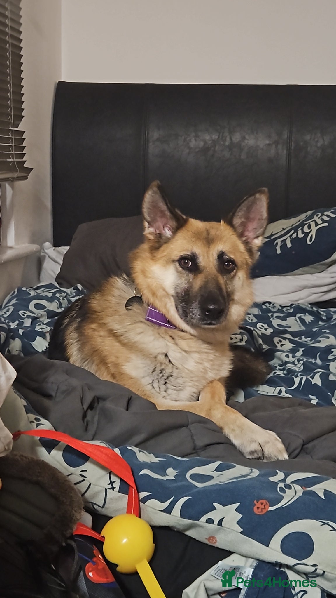 German Shepherd dogs Luna (German Shepherd) - Advert 7