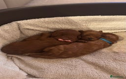 Cavapoo dogs for sale: F1 Cavapoo Puppies – Ready from 19th October - Image 2