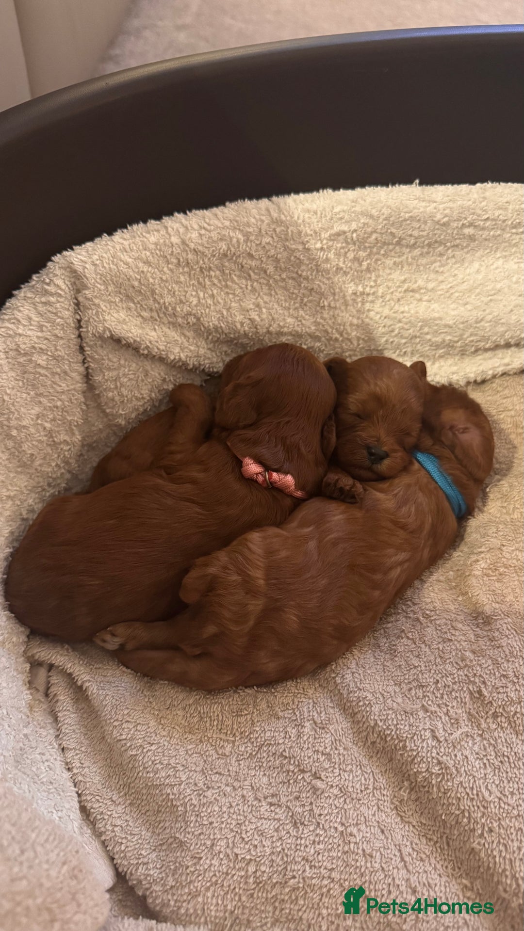 Cavapoo dogs for sale: F1 Cavapoo Puppies – Ready from 19th October - Image 2