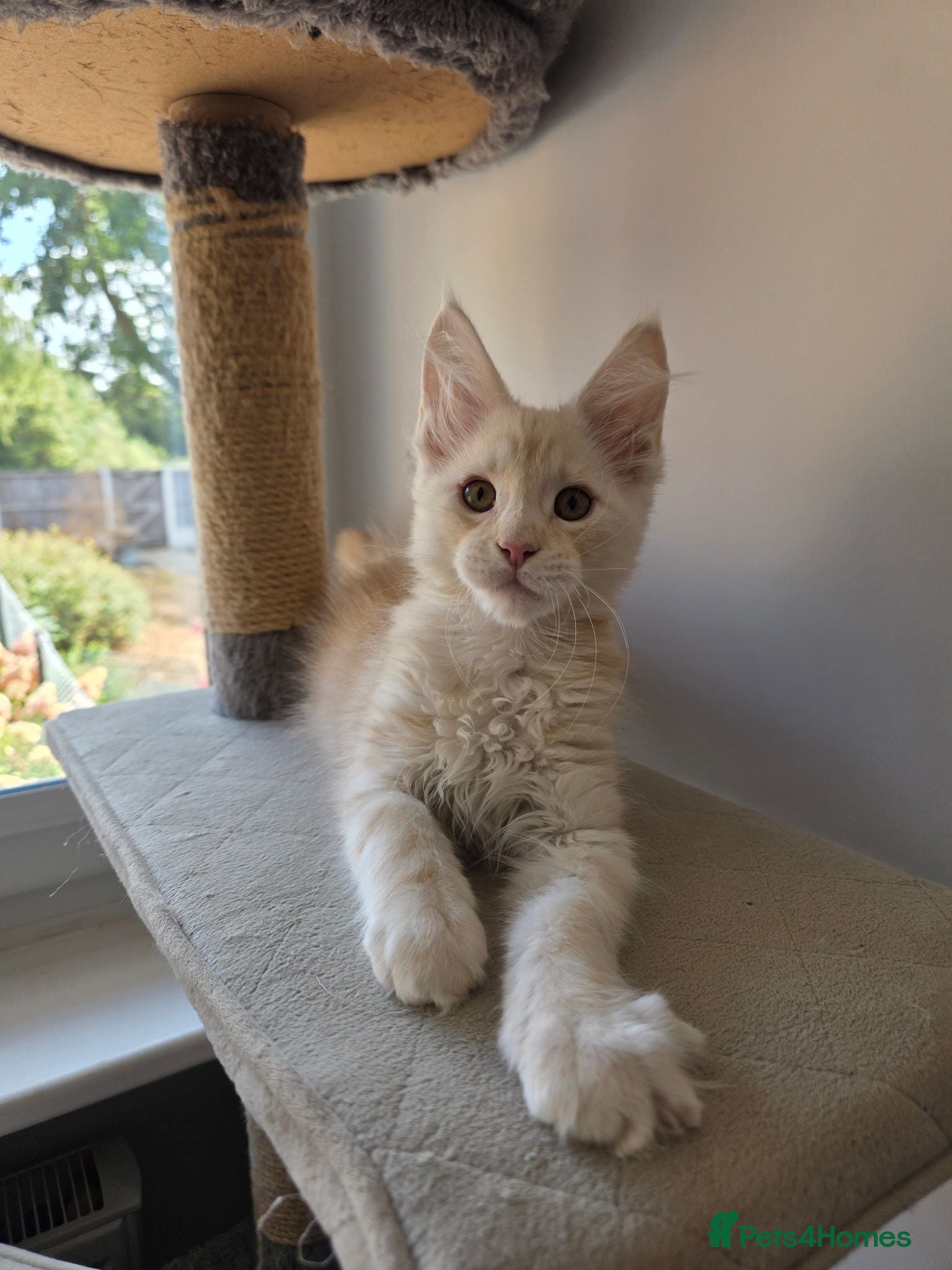 Maine Coon cats TICA Registered Maine Coon Kittens–Russian Line🐾 - Advert 1