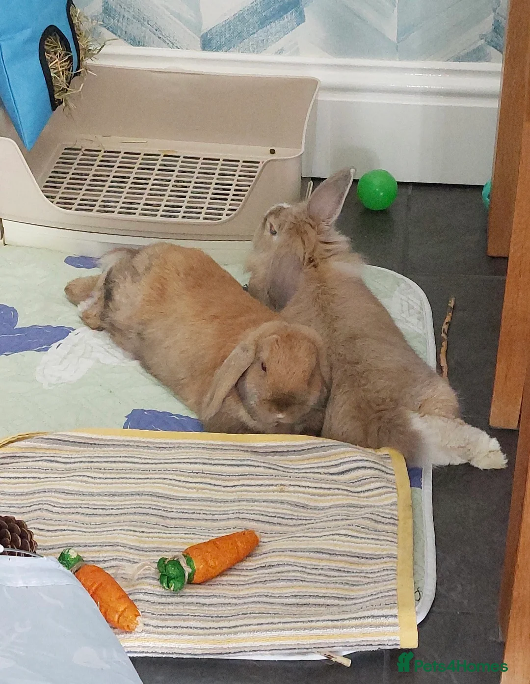 Mixed Breed rabbits for sale: Male lionhead, female lop - Advert 1