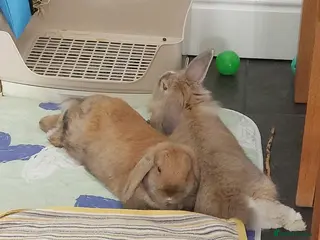 Mixed Breed rabbits Male lionhead, female lop - Advert 1