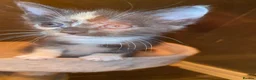 Mixed Breed cats for sale: Mainecoon cross kittens - Advert 5