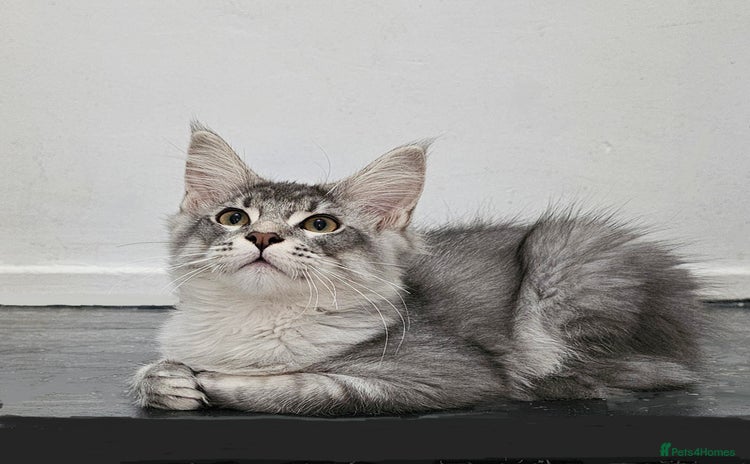 Maine Coon cats - Advert 3