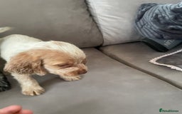 Cocker Spaniel dogs for sale: Healthy puppies - Image 16