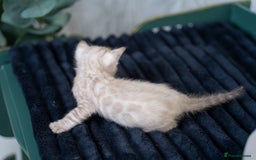 Bengal cats for sale: 3 Snow Bengal Boys-Gorgeous-TICA-Ready in November - Image 22