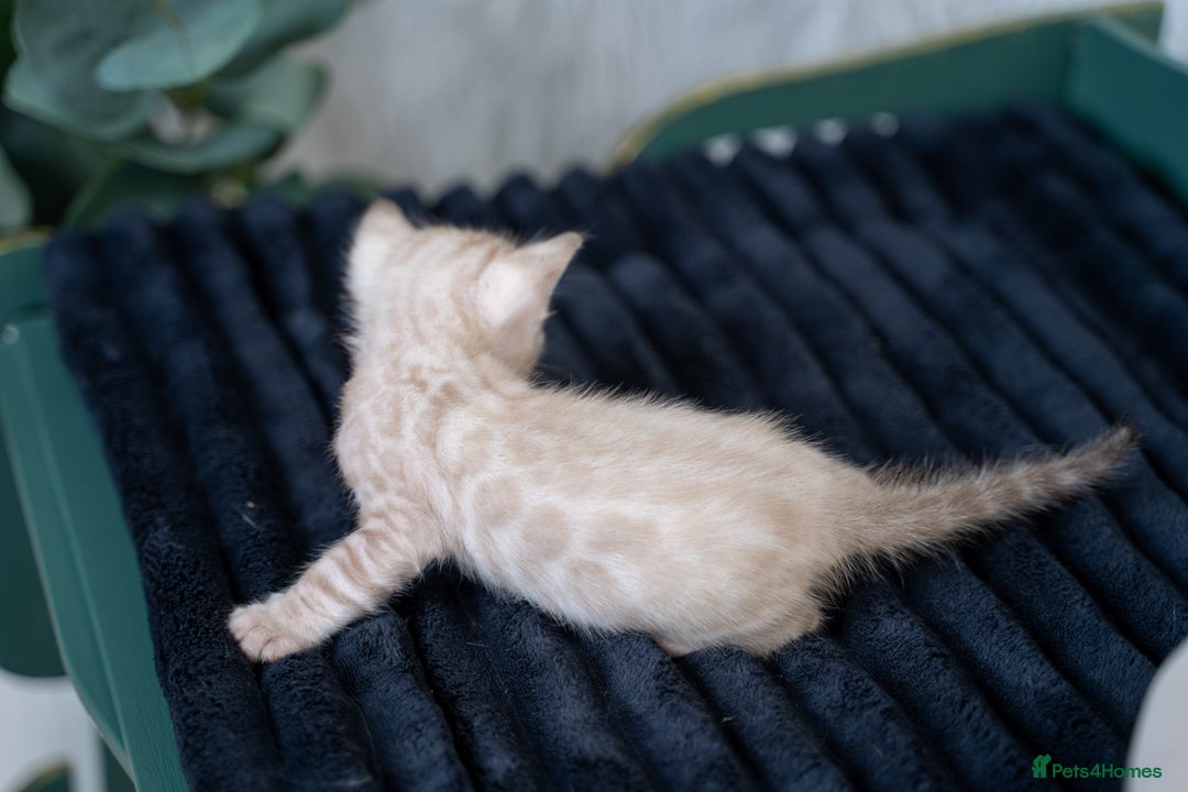 Bengal cats for sale: 3 Snow Bengal Boys-Gorgeous-TICA-Ready in November - Image 22