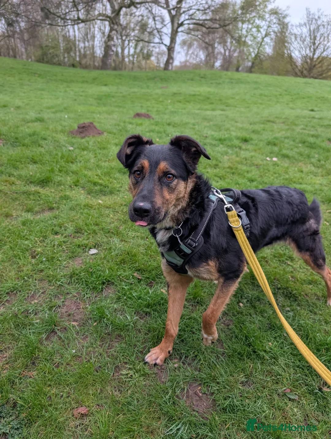 Mixed Breed dogs for sale: Gabe - The Babe in Boston - Advert 1