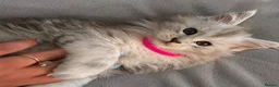 Maine Coon cats for sale: Beautiful Pedigree Kittens Looking For Loving Home - Advert 10