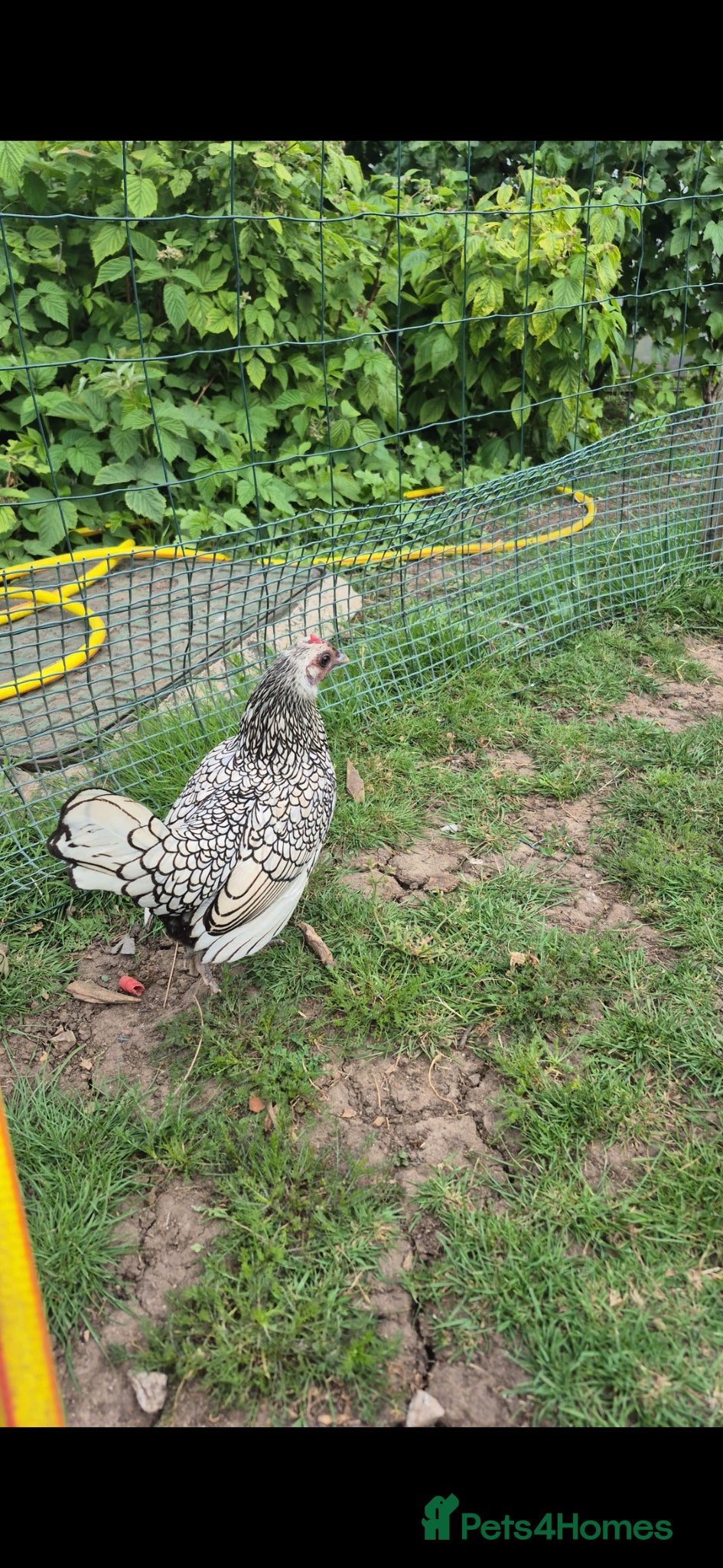 Chickens poultry for sale: 🐔  Mixed-Breed Hens - Advert 5