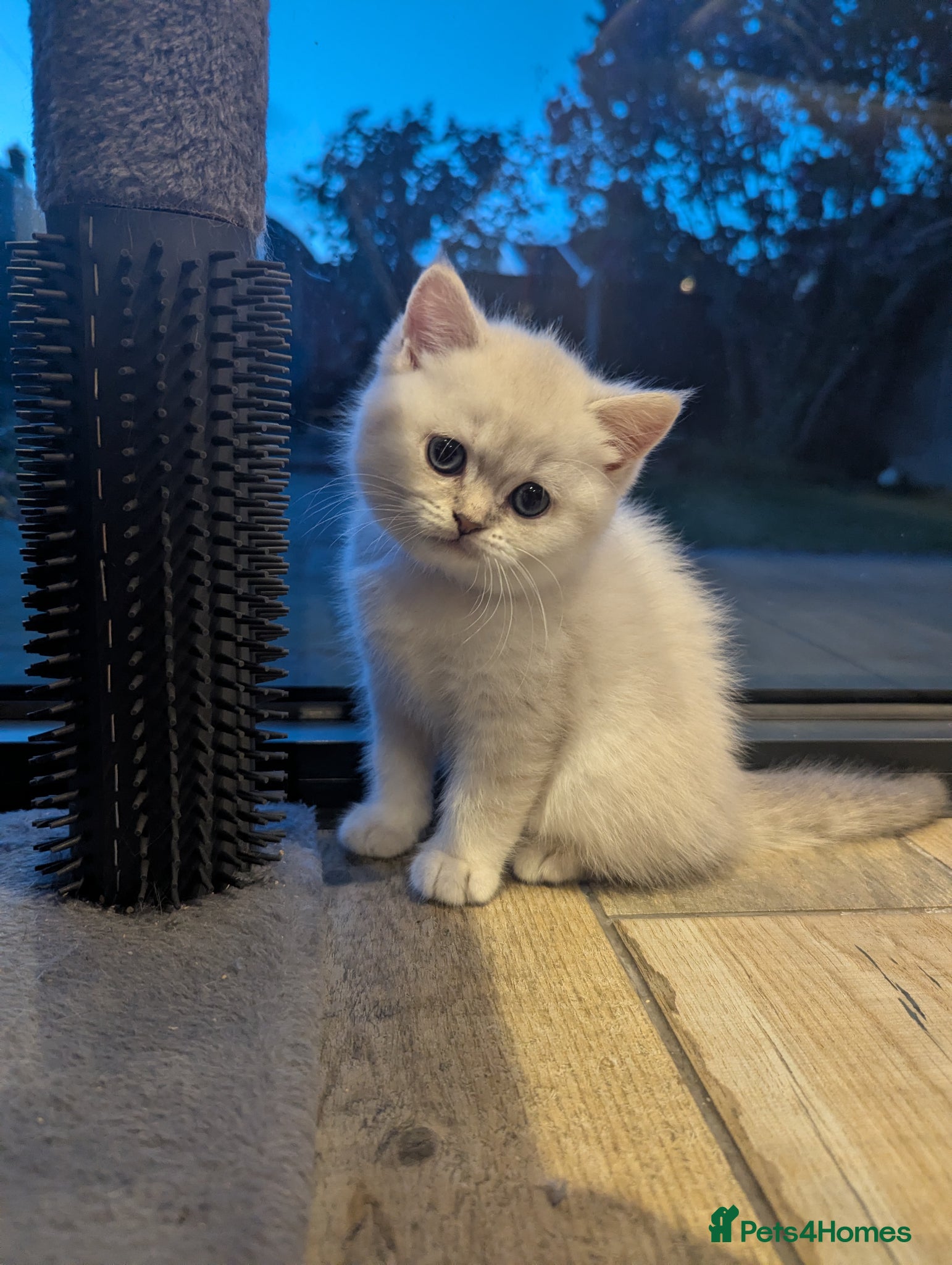British Shorthair cats Beautiful British shorthair kittens - Advert 1