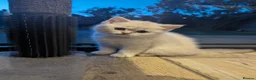 British Shorthair cats for sale: Beautiful British shorthair kittens - Advert 15