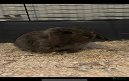 Mini Lop rabbits for sale: Three baby mini lop bunnies  - Image 4