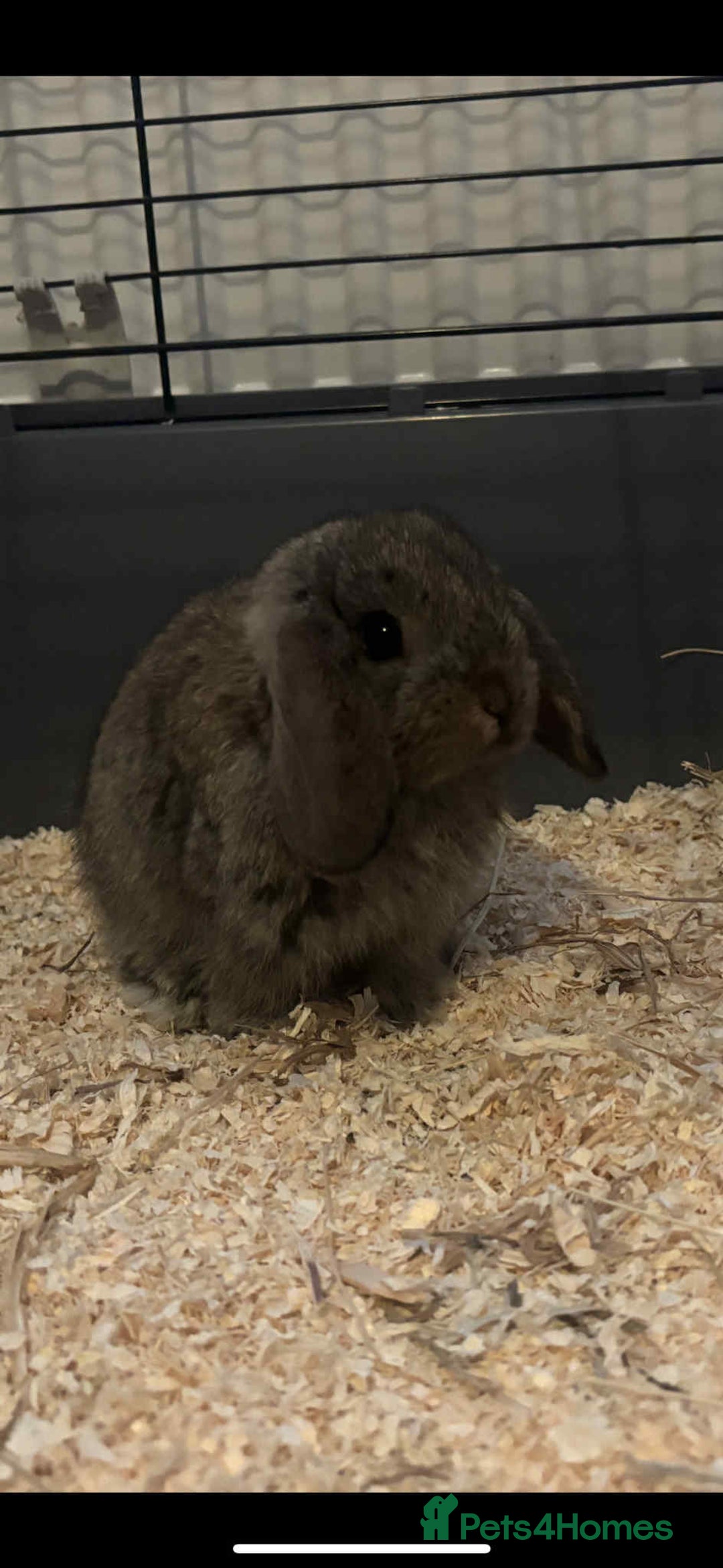 Mini Lop rabbits for sale: Three baby mini lop bunnies  - Image 4