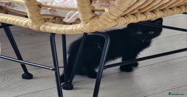 British Shorthair cats - Advert 8