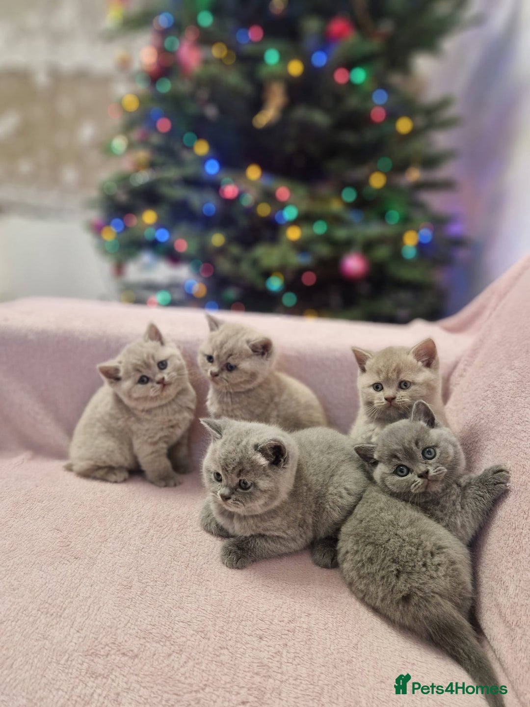 British Shorthair cats for sale: All Reserved Now. - Advert 1