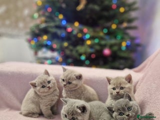 British Shorthair cats British Shorthair Kittens Blue and Lilac. - Advert 15