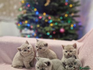 British Shorthair cats All Reserved Now. - Advert 10