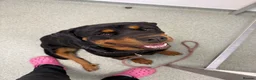 Rottweiler dogs for sale: Lovely Bubbly Rottie for sale  - Advert 10