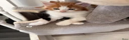 Mixed Breed cats for sale: Adorable fluffy ginger and white kittens - Advert 10