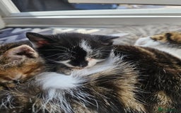 Mixed Breed cats for sale: 🐾 6 Adorable Kittens Looking for Loving Homes!  - Image 15