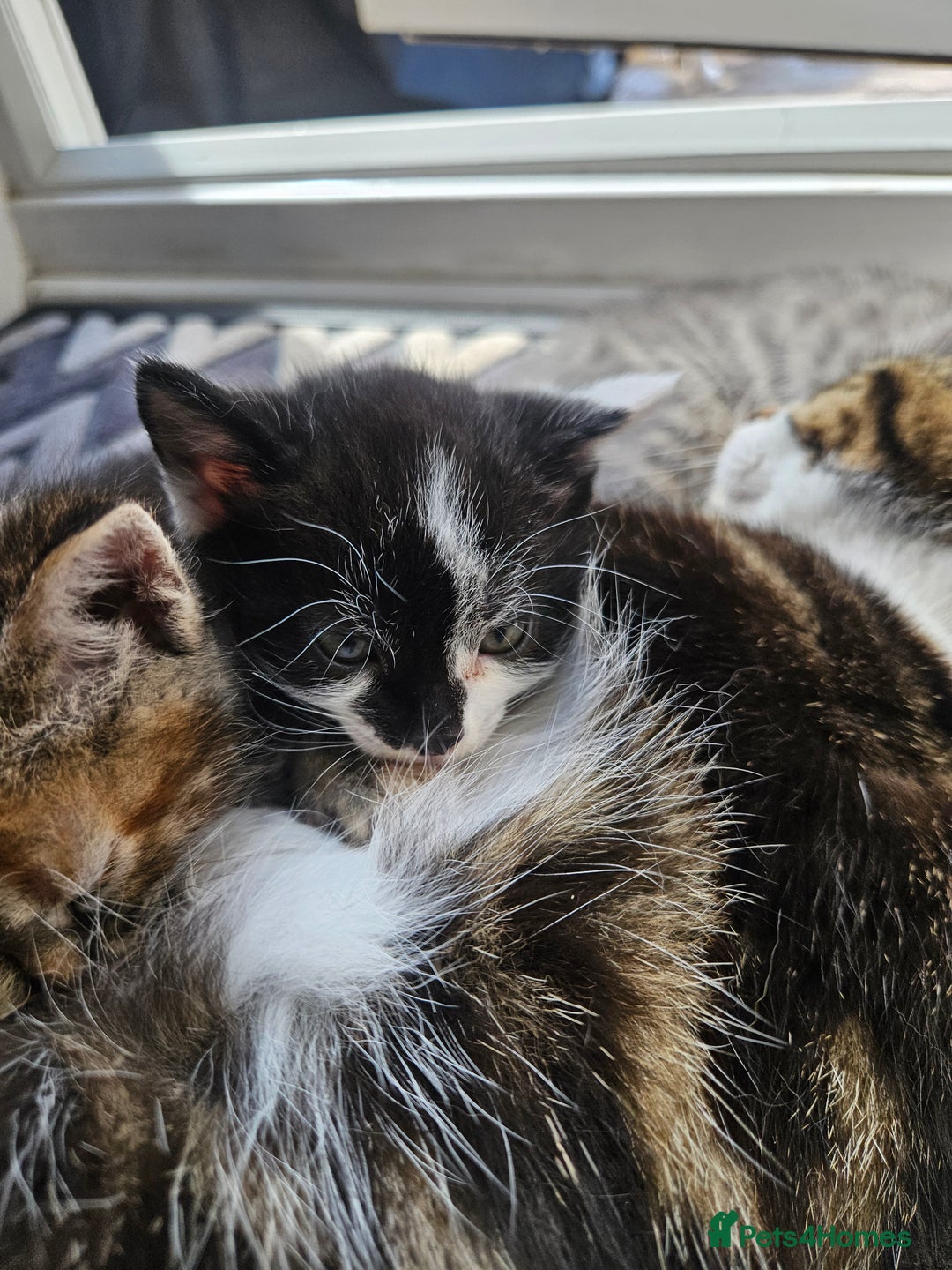 Mixed Breed cats for sale: 🐾 6 Adorable Kittens Looking for Loving Homes!  - Image 15