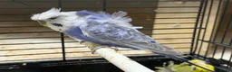 Budgerigars birds for sale: Helicopter Budgies for sale  - Advert 8