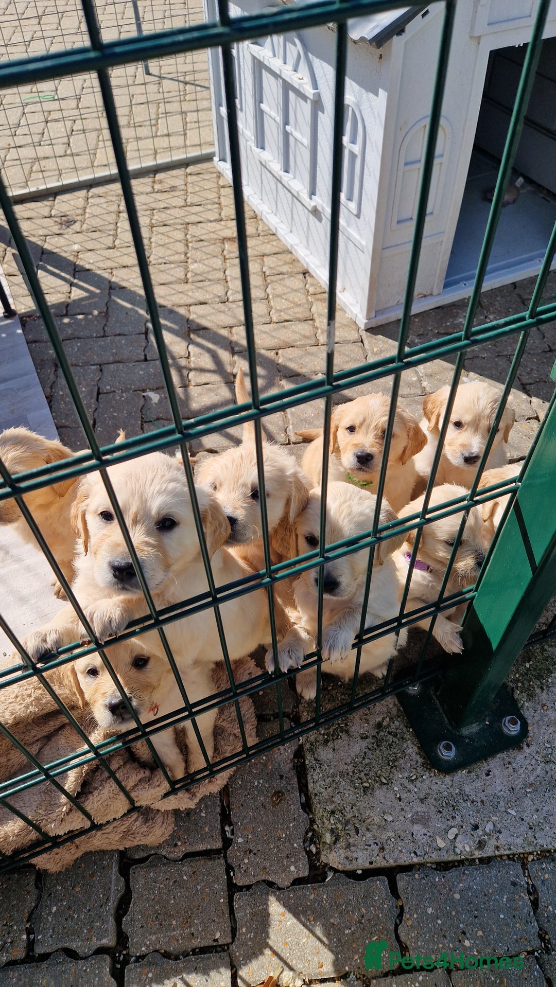 Golden Retriever dogs for sale: Golden retriever pups - Image 8
