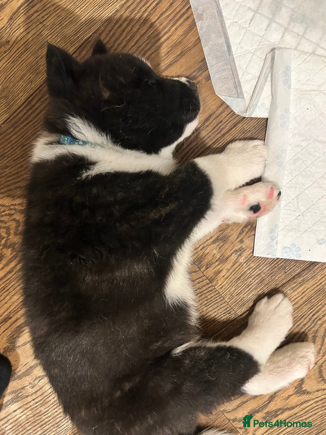 Akita dogs for sale: Akita Puppies for Sale - Advert 19