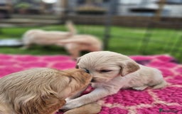 Golden Retriever dogs for sale: KC Registered Golden Retrievers - Image 6