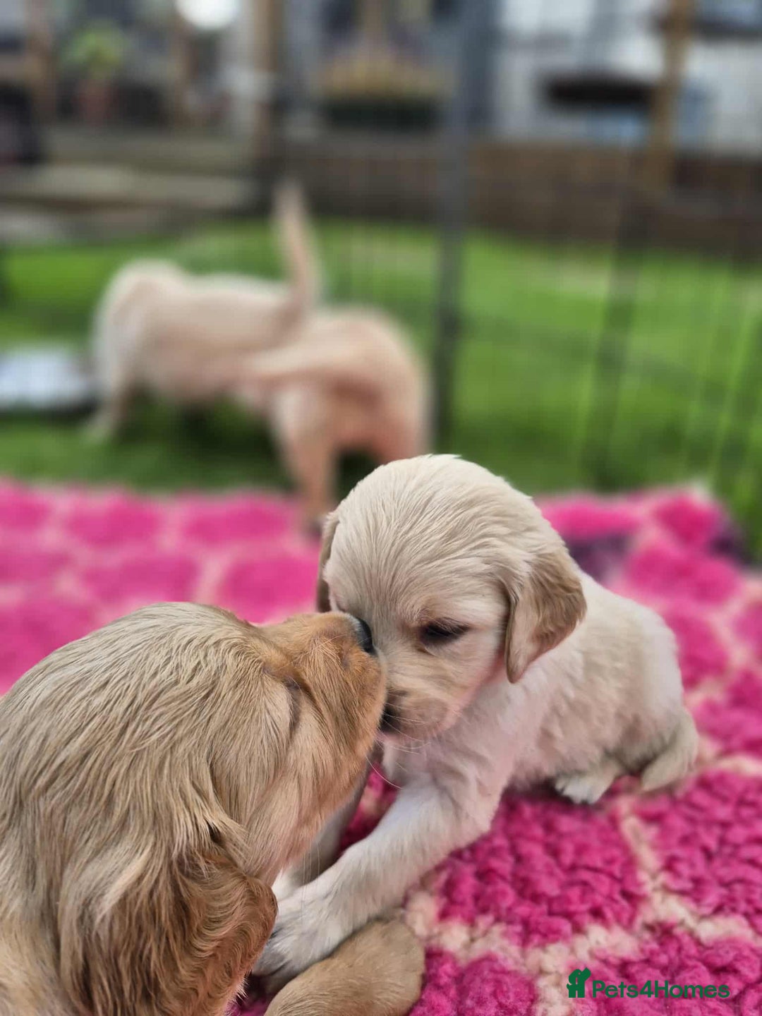 Golden Retriever dogs for sale: KC Registered Golden Retrievers - Image 6