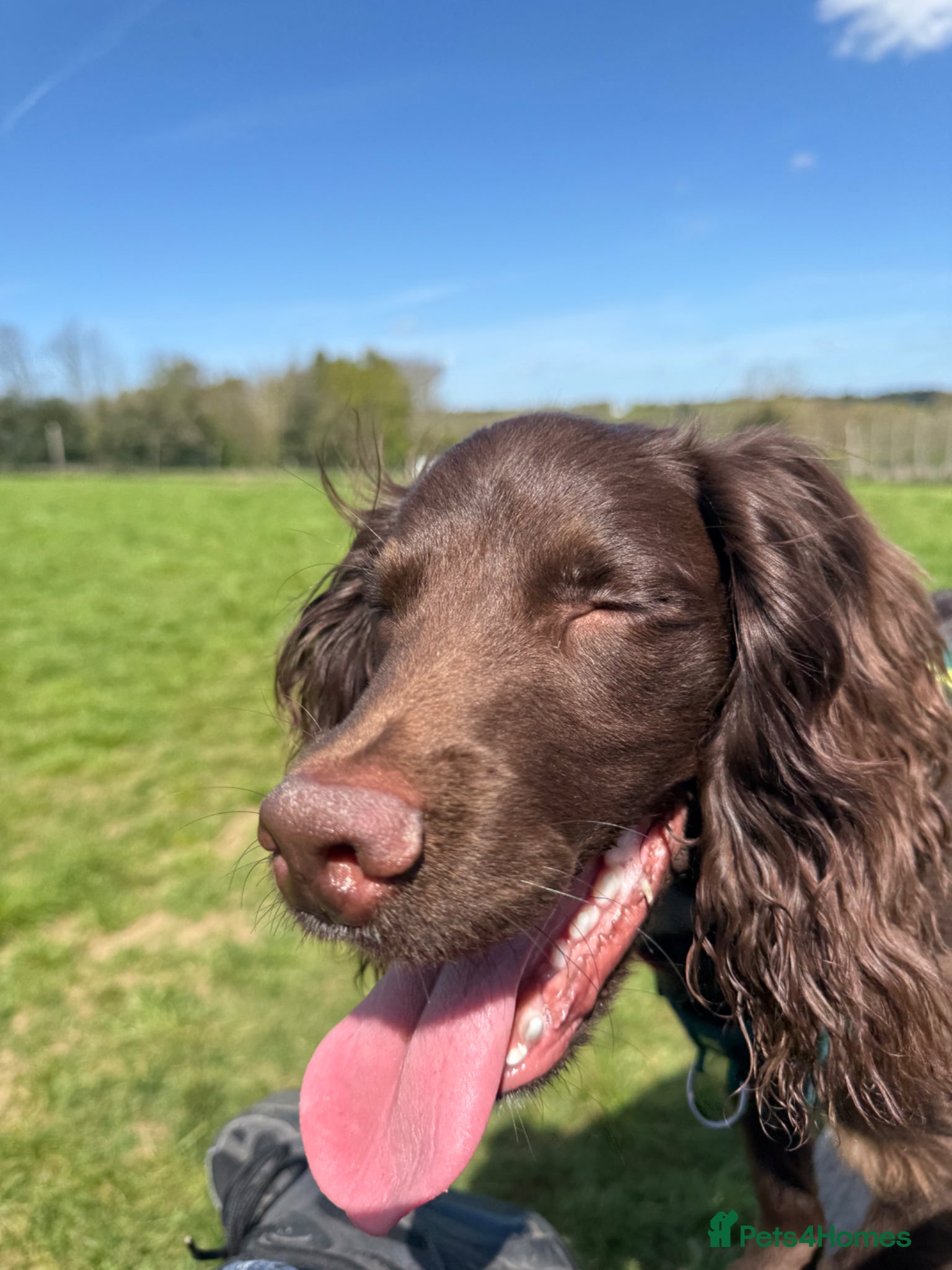 Cocker Spaniel dogs for sale: Beautiful cocker male - Advert 2