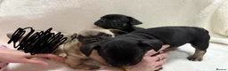 French Bulldog dogs for sale: 🐶French Bulldog Puppies For Sale – Ready Soon🐶 - Advert 8
