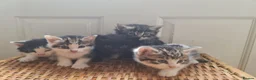 Mixed Breed cats for sale: 5 kittens for sale  - Advert 12