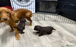 Cockapoo dogs for sale: Lovely Healthy Chocolate Cockapoos Pups - Image 6