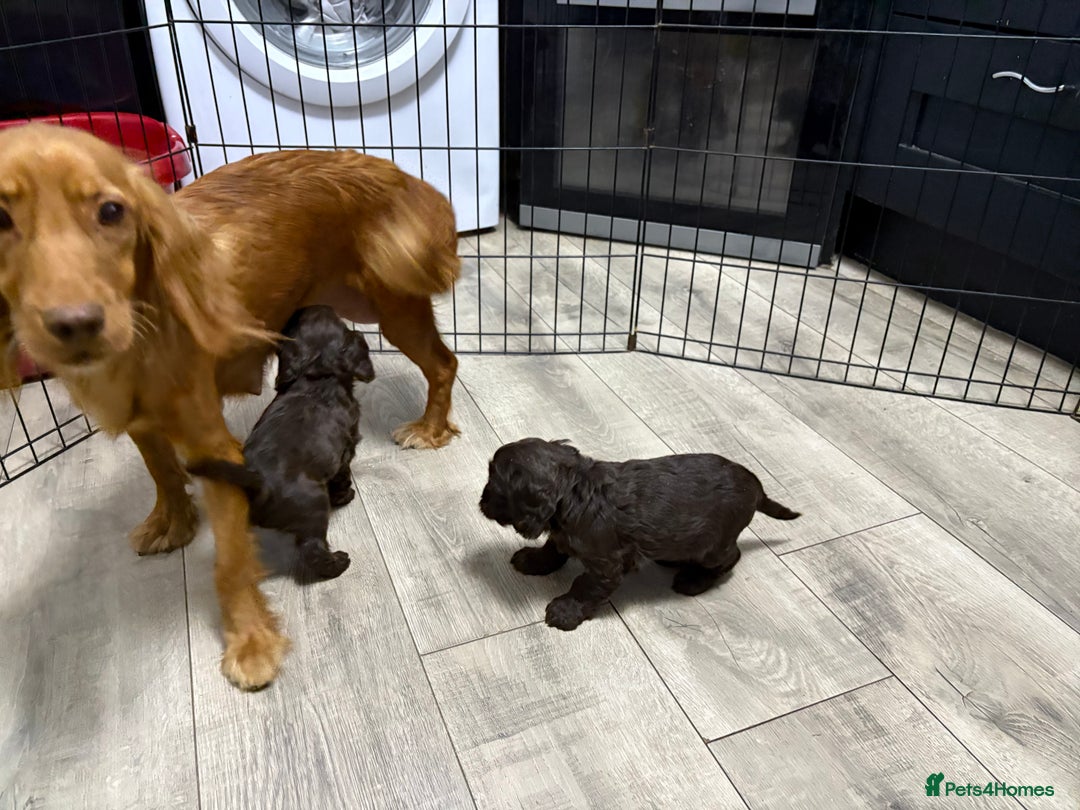 Cockapoo dogs for sale: Lovely Healthy Chocolate Cockapoos Pups - Image 6