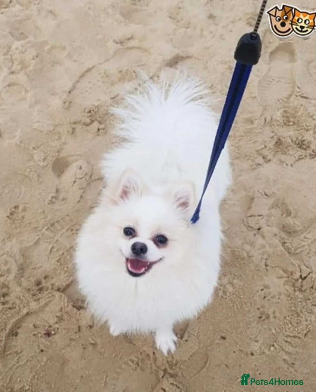 Pomeranian dogs for stud:  White Pomeranian dog “Proven, experienced STUD” in Ilford - Advert 22