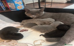 British Shorthair cats for sale: Pure British shorthair kittens  - Advert 1