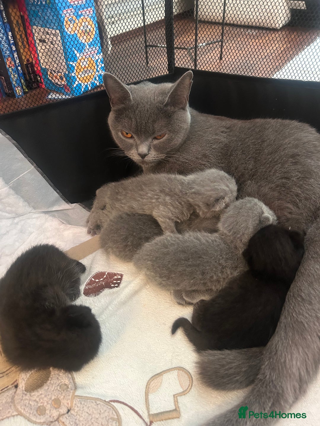 British Shorthair cats for sale: Pure British shorthair kittens  - Advert 1